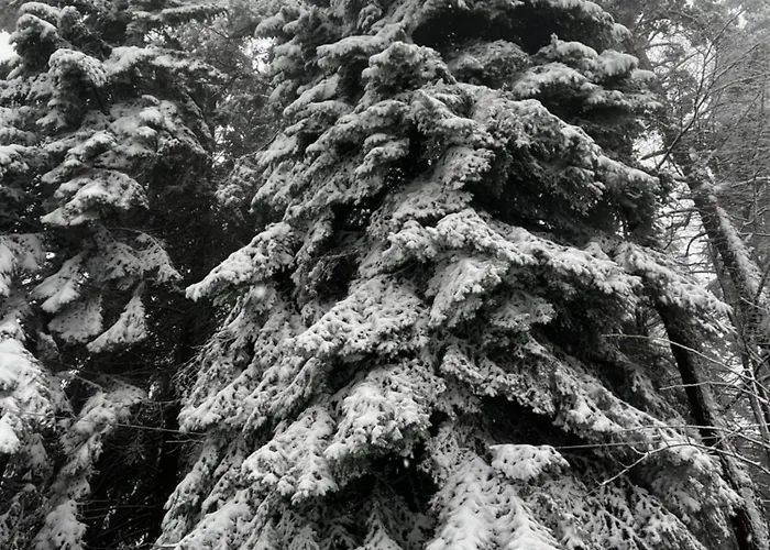 фокс хаус Fox House * بيشتيرا